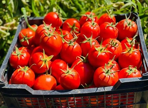 تصویر 3 از قیمت گوجه فرنگی شیراز با کیفیت ارزان + خرید عمده